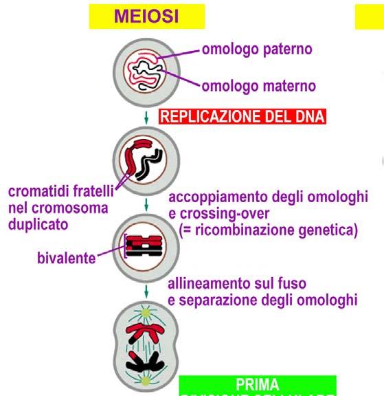 DURANTE LA PROFASE DELLA PRIMA DIVISIONE MEIOTICA SI POSSONO VERIFICARE SCAMBI MULTIPLI DI SEGMENTI TRA CROMOSOMA DI ORIGINE PATERNA