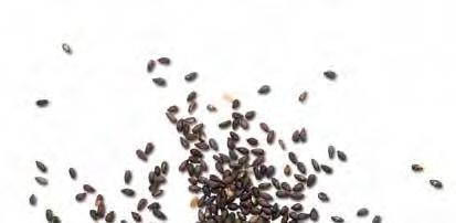 pz 20-22 min 175 C semi di sesamo e papavero