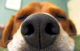 L olfatto Il cane possiede delle narici mobili che lo