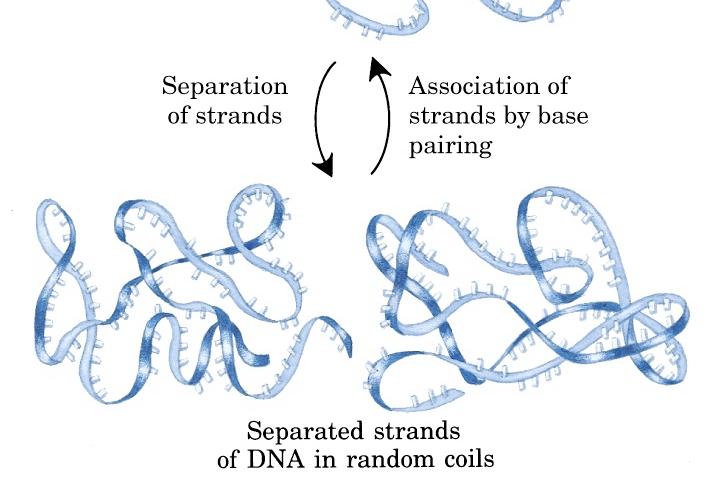 La temperatura alla quale il 50% del DNA è denaturato è detta Tm (Melting Temperature) e dipende dalla sequenza del DNA, dal