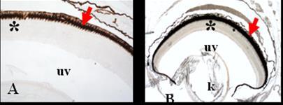 Risultati II a Parte 7 retina, si nota inoltre, la presenza di marcatura nei nuclei delle cellule bipolari, soprattutto nelle regioni più prossimali al nervo ottico (fig. 7.2C-E).