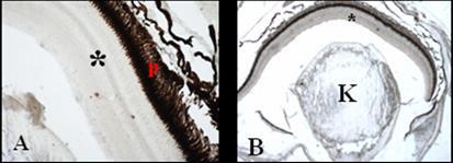 Risultati II a Parte 7 o 7.1.2 Localizzazione di Cryl1-mRNA Le sezioni di retine degli animali di controllo (fig. 7.6A) e trattati con dosi <3 microm di cadmio per 30 giorni (fig. 7.6B), risultano sempre negative all ibridazione.