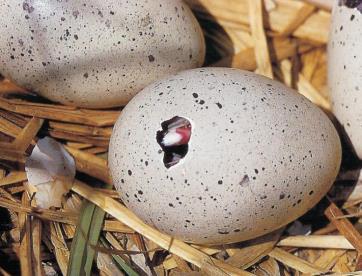 3: Uova di uccelli con guscio calcareo (a sinistra), uova di rettili con guscio calcareo (al centro), embrione umano di sei settimane (a