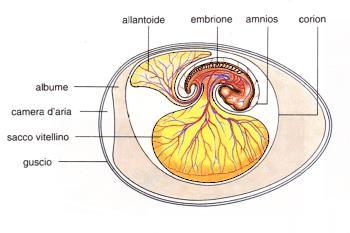 La capacità di sviluppo di Mammiferi e Sauropsidi - Rettili ed Uccelli - in un ambiente privo di acqua è conferita loro dagli annessi