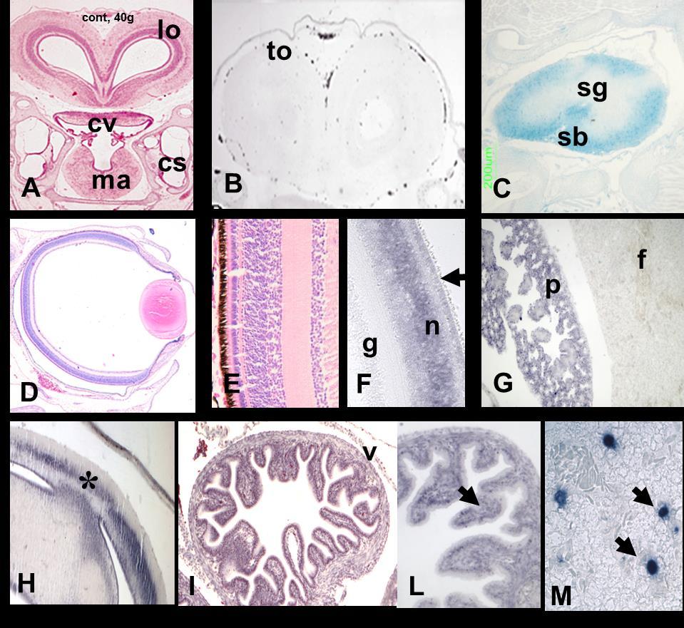 Risultati II a Parte 7 Figura 7.11: Localizzazione dell' MT-mRNA negli stadi tardivi dello sviluppo fino alla schiusa.