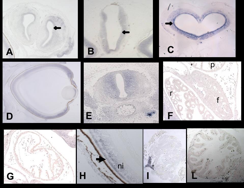 Risultati II a Parte 7 Figura 7.14: Localizzazione dell'hsp70-mrna negli stadi itermedi (A-G) fino alla schiusa (H-L). (A) telencefalo: sostanza grigia periventricolare marcata (freccia).