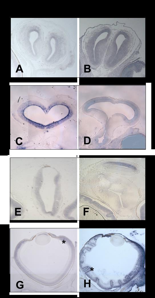 Risultati II a Parte 7 Figura 7.15: Localizzazione dell HSPs-mRNA nell encefalo e nell occhio di embrioni incubati a 10 C.