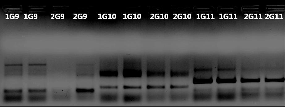 Risultati I a Parte 6 regolazione). In figura 6.3 sono riportati due gel d agarosio nei quali è possibile osservare eventi di down regolazione da freddo.