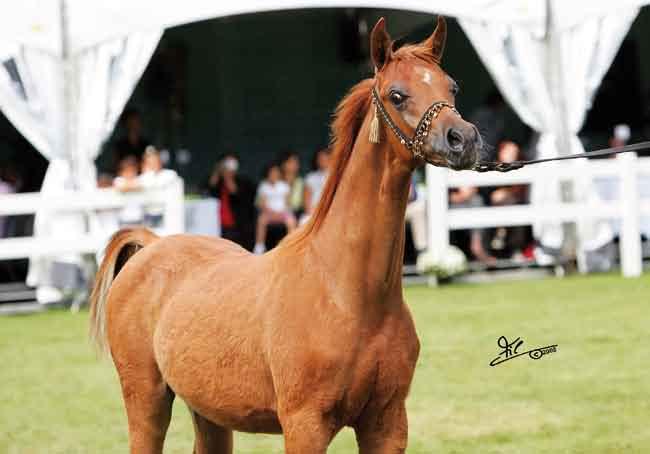 1 Pl. Futurity Male (WH Justice x Swana) Breeder & Owner: Osterhof Stud/Germany Lance Lord OS puledri va ad un cavallo di cui si parla fin dalla sua acquisizione, parliamo di Qr Marc (Marwan Al