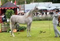 The Reserve title went to Khaleifa (Kubinec x Farids Mandolin) presented by Scott Allmann, bred by Gestut Osterhof which is also her owner.