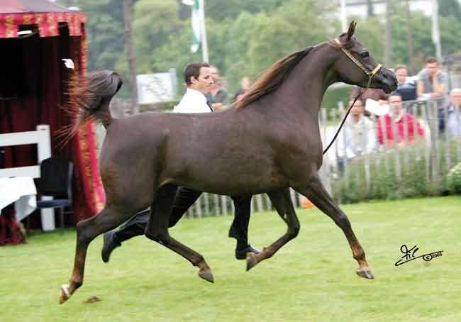 Reserve Mares Khaleifa (Kubinec x Farids Mandolin) Breeder: Osterhof Stud/Germany Owner: Osterhof Stud due classi in particolare si sono contraddistinte per i risultati finali e cioè quella delle