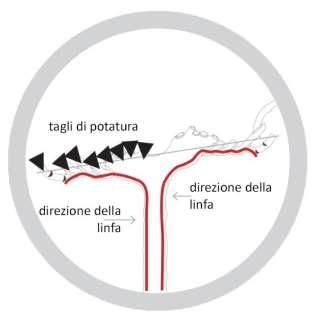 efficace, il prodotto deve essere applicato direttamente sulle ferite.