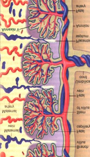 COMPLICANZE OSTETRICHE LEGATE ALLA TROMBOSI PLACENTARE Aborto II trimestre Preeclampsia gravidica IUGR (Intra Uterine Growth Restriction) Morte intrauterina feto Non tutte le donne trombofiliche