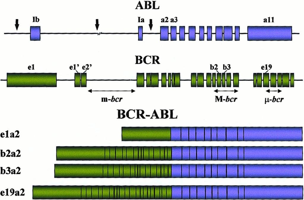BCR-ABL: breakpoints p190 p210 p230 In molti pazienti con LMCr ed in un terzo dei pazienti con LAL il break si realizza entro una zona definita: major breakpoint cluster region (M-bcr) Negli