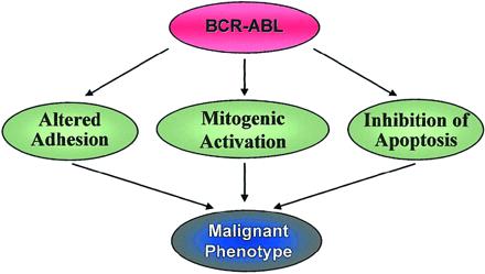 BCR-ABL: attività oncogenica Il gene BCR-ABL anomalo produce una proteina (tirosin