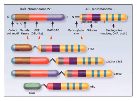 BCR-ABL gene Normal BCR and ABL