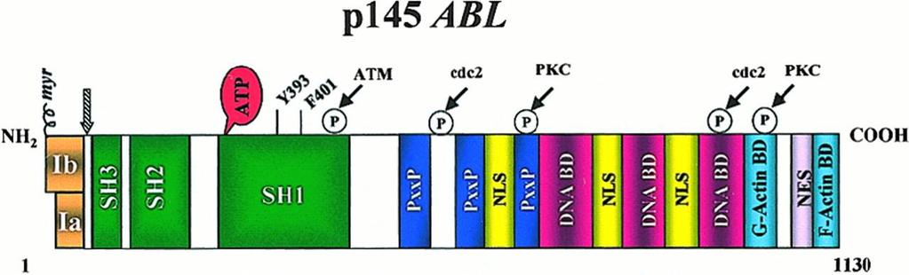 Abelson (ABL1) Gene Abelson gene is found on chromosome 9 and is a 145-kd protein, that encodes Abl protein ubiquitously expressed (both in nucleus and cytoplasm) The Abl protein is a tirosine