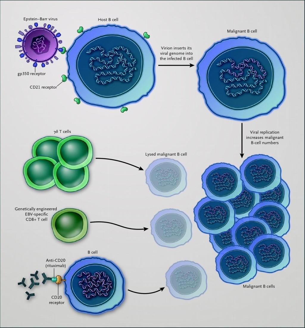 EBV-Induced Cancer Cycle and Therapeutic Approaches.