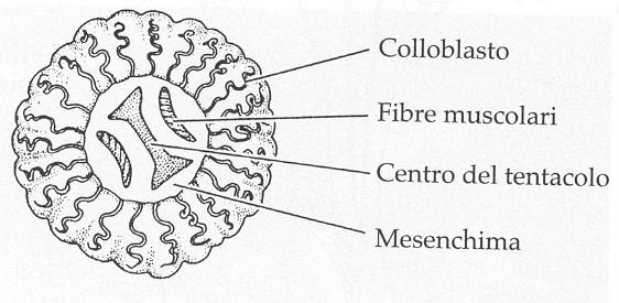 di cellule adesive (colloblasti) Sezione