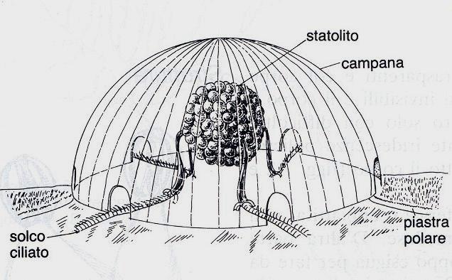 Il movimento metacronale delle ciglia dei pettini è possibile grazie a un organo di senso centrale (organo apicale) e una rete nervosa diffusa.