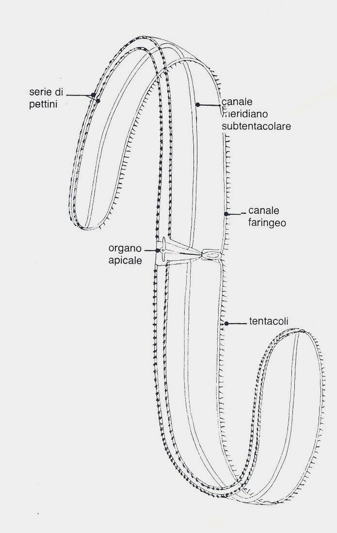 Sistema nervoso è una rete nervosa semplice non centralizzata subepiteliale o plesso, ma più specializzato che negli cnidari Muscolatura liscia, formata da cellule mioepiteliali epidermiche e vere e