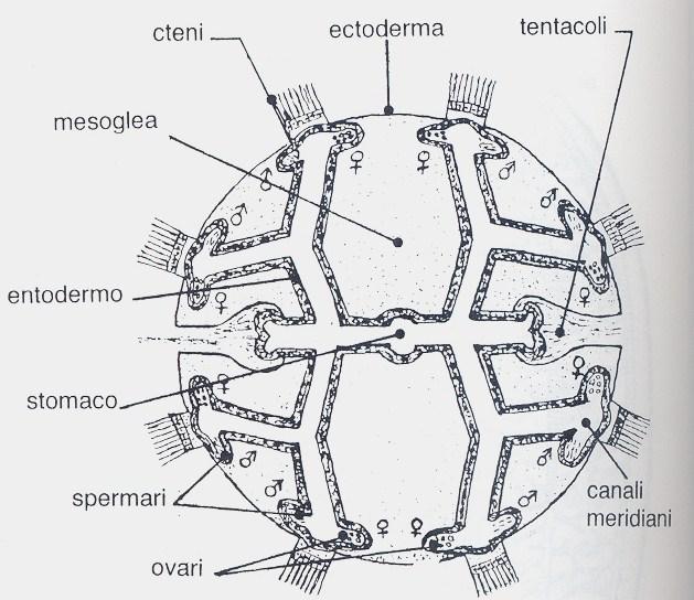 meridiani da cui originano gli organi