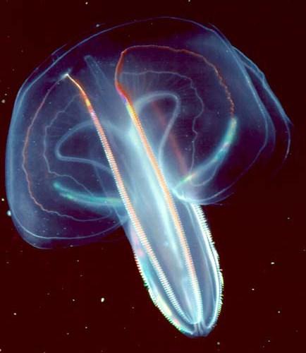 CTENOPHORA - Più di 100 specie marine perlopiù pelagiche (0-3000 m di profondità) - Importanti come biomassa zooplanctonica - Alcuni con luminescenza brillante - Forma