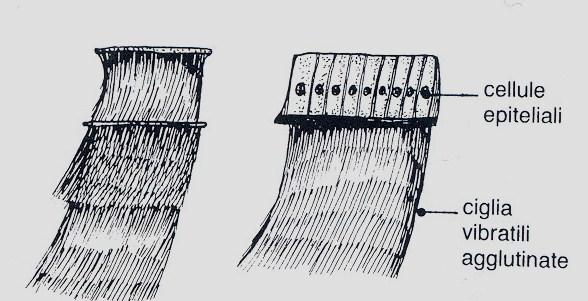 I pettini, derivati dall unione di centinaia di ciglia agglutinate tra loro e riuniti in otto file, permettono