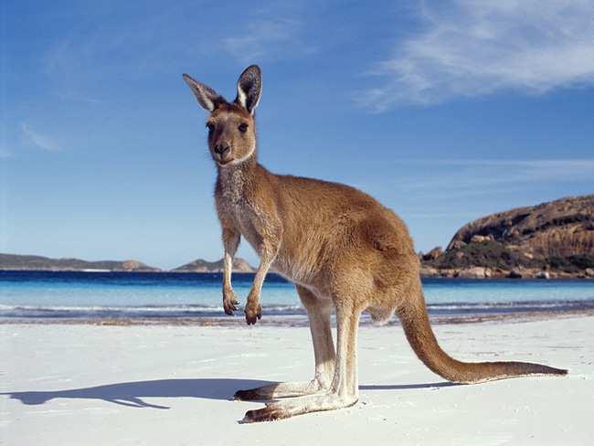 Kangaroo Island Kangaroo Island è un luogo davvero spettacolare, dove potete trovare scogliere a strapiombo sul mare tempestoso, quiete spiagge, un oceano color blu sgargiante, vaste formazioni