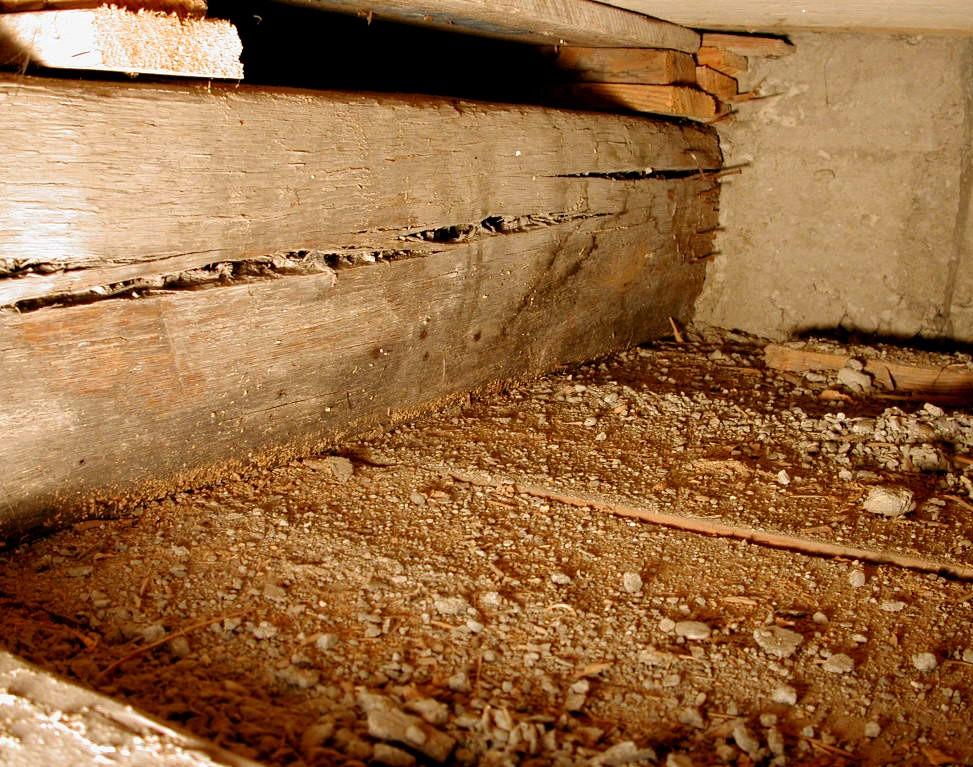 21 - Nido di colombi sopra il soffitto ligneo.