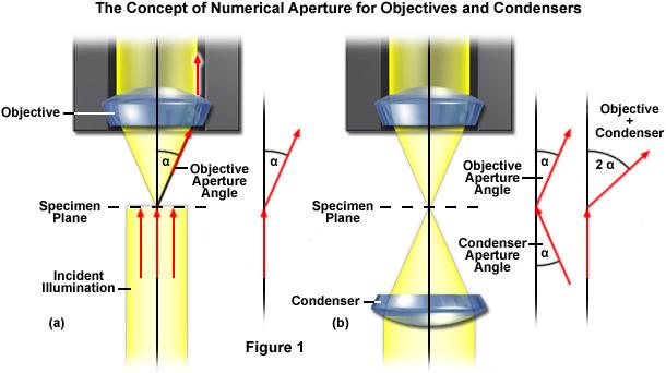 Microscopio ottico - OBIETTIVO APERTURA NUMERICA N.A.= n sen α Ingrandi -mento Apertura Numerica n indice di rifrazione del mezzo (aria=1) (olio, vetro=1.