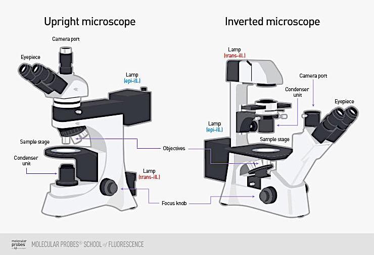 Microscopi ottici dritti e rovesciati https://www.thermofisher.