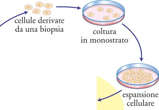 Microscopi ottici speciali Esistono diversi tipi di micoscropi ottici: contrasto di fase interferenziale di Nomarski (luce polarizzata) Consentono di