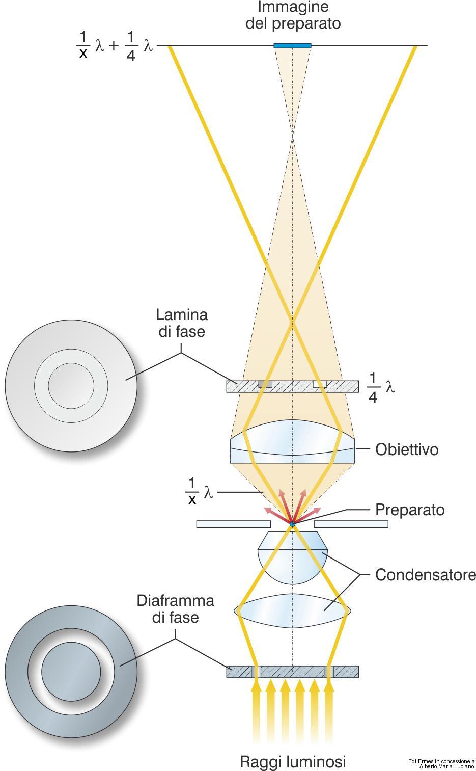 Microscopi ottici speciali Microscopio a contrasto di fase Sfrutta le