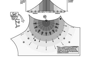 POTENZIALI GRADUATI Sono depolarizzazioni o iperpolarizzazioni che si verificano nei dendriti, nel soma o,