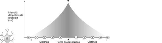 supponiamo che un neurotrasmettitore si combini con recettori situati su dendriti, aprendo i canali per Na