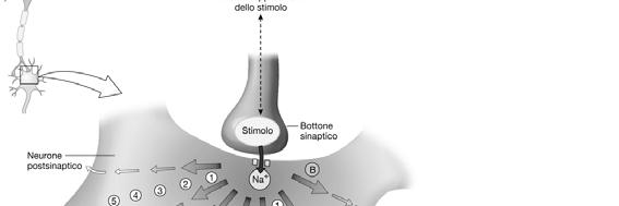 depolarizzazione che diminuisce di intensità allontanandosi dal punto di origine.