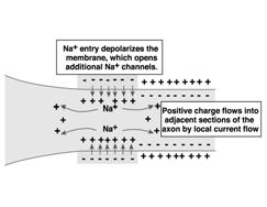 L ingresso di sodio depolarizza ulteriornmente la membrana, aprendo altri canali dell Na +.Ilpotenziale di membrana diventa più positivo all interno.