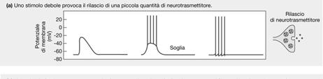 Dal momento che tutti i potenziali d azione in un neurone sono identici, l intensità e la durata di uno stimolo viene codificata dalla frequenza dei potenziali d azione e non dall ampiezza.