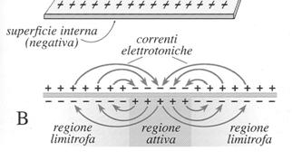 Resistenza della membrana Le variazioni di potenziale di membrana determinate dall iniezione di correnti seguono abbastanza fedelmente le previsioni derivate dalla Legge di Ohm: V= i x R Rm =