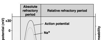 Action Potential Local Currents depolarize adjacent channels causing depolarization and opening of adjacent Na channels Question: Why doesn t the action