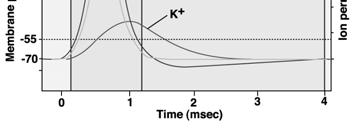 Durante il periodo refrattario assoluto, nessuno stimolo depolarizzante può innescare un altro potenziale d azione.