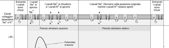 PROPAGAZIONE DEL POTENZIALE D AZIONE LUNGO L ASSONE Quando un potenziale d'azione si propaga lungo l'assone,