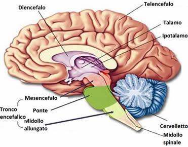 Il cervello / 1 Sotto à parte più primitiva (tronco encefalico e regione limbica), per le funzioni di base (es.