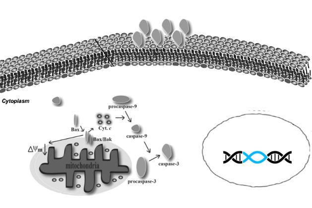 1 Apoptosis Phosphatidylserine Externalization VIT. E PS PS PS VIT.