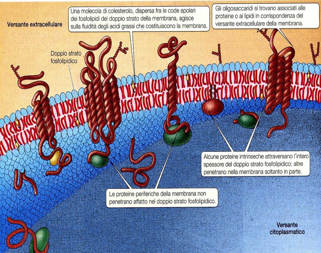 Betacarotene: stabilizzazione e funzionalità membrana cellulare Recettori di membrana MLT(ml 1-2), Somatostatina (SSTR 15), Dopamina (D2R) MLT modulazione potenziale di membrana e canali ionici Vit