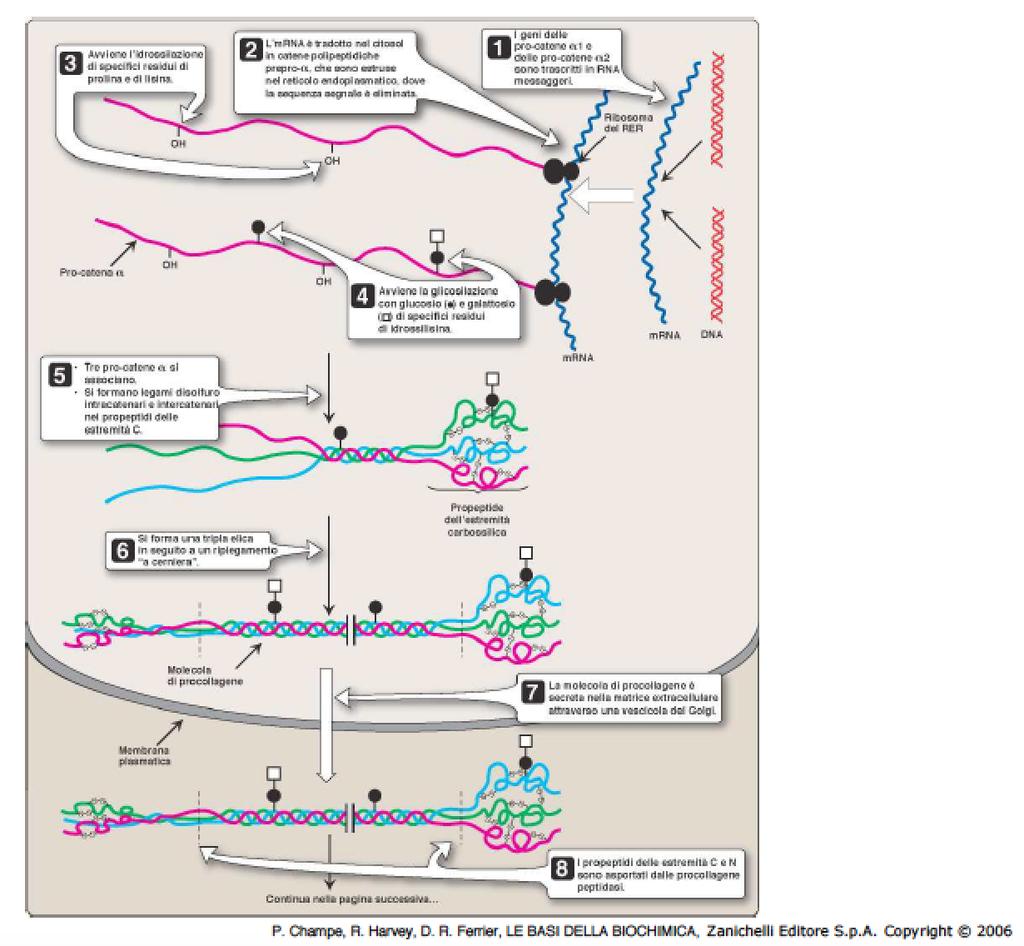 procollagene.