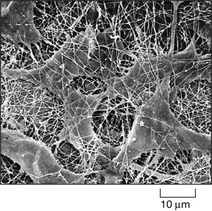 secernono il collagene variano