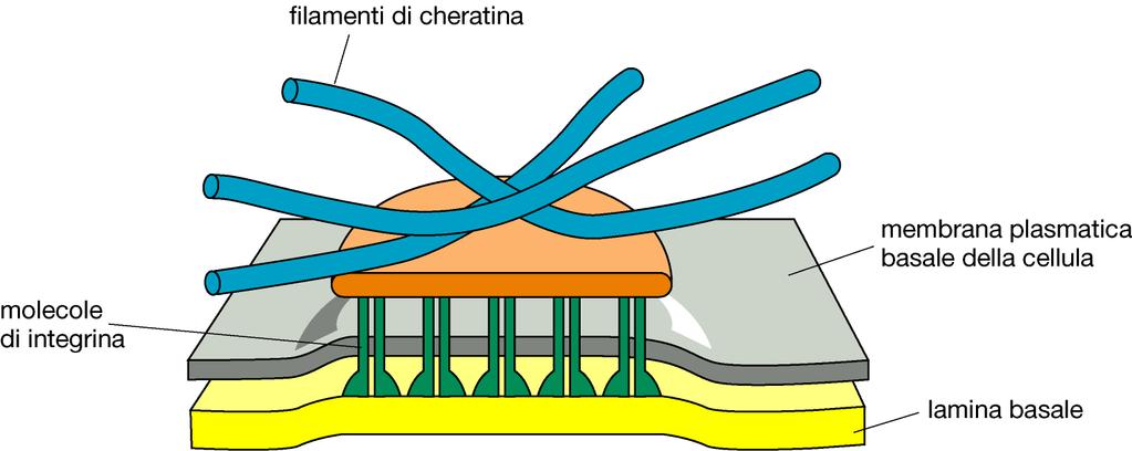 glomerulo renale) e cellulare (impedisce ad alcune cellule di infiltrarsi