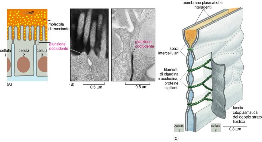 di epitelio polarizzato) (cellula-cellula e cellula matrice) Meccanismi selettivi